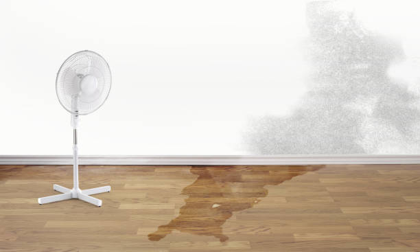 Best Sewage cleanup and water damage restoration  in Nicholson, MS