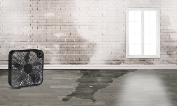 Best Flood restoration services  in Nicholson, MS